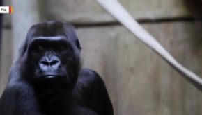 Scientists Reveal Gorillas Use Their Teeth To Crack Open Nuts