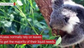 Scientists Say Water Fountains Could Save Koalas From Extinction