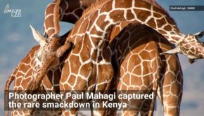 See Giraffes Battle for Alpha Male in Brutal Neck-Knocking Showdown