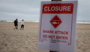 Shark Attack Kills Surfer In Australia
