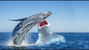 Shark attack whale - shark attack boat - big whale in the world - shark attack man - big whale fish