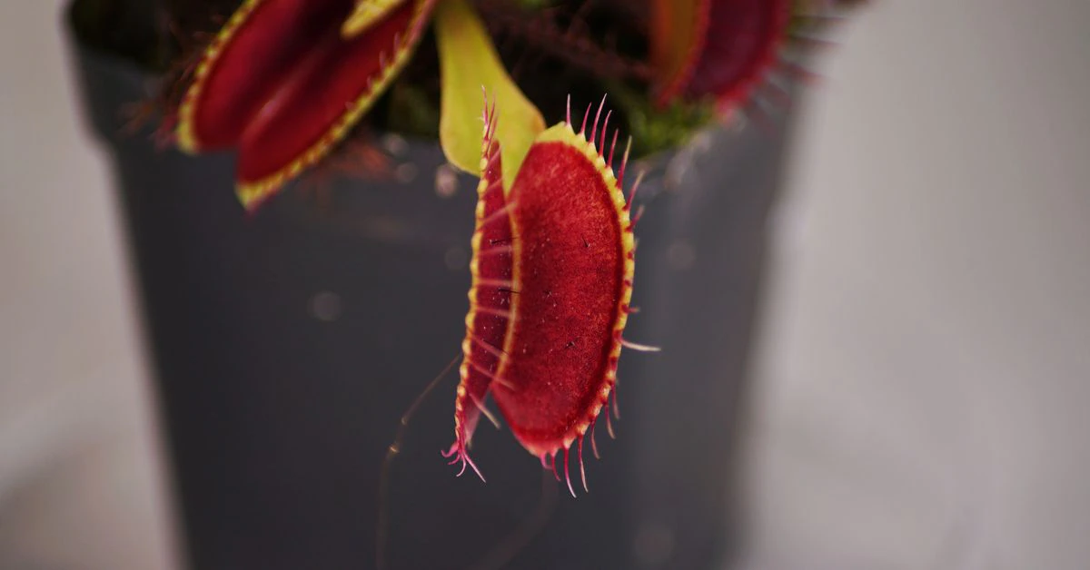 Singapore researchers control Venus flytraps using smartphones