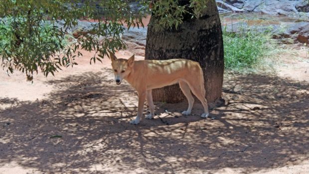 Six-Year-Old Boy Hospitalized After Dingo Attack In Australia
