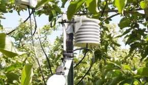 Smart orchard technology catches on in Central Washington | Innovations