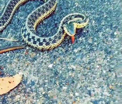 Snake Tries to Save its Family