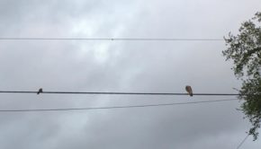 Squirrel Runs and Smartly Dodges Hawk While Sitting on Electrical Wire