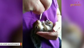 Squirrel paralyzed by hawk attack now living the best life