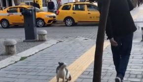 Stray Cat Sits on Sidewalk Pawing Playfully at Pedestrians
