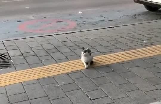 Stray Cat Sits on Sidewalk and Attacks Pedestrians