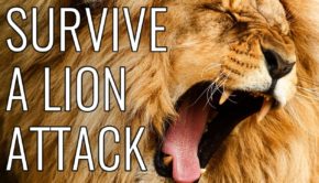 Survive A Lion Attack - EPIC HOW TO