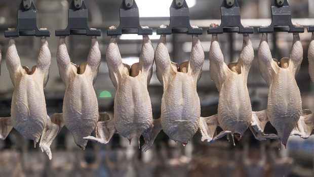 Technology 4.0 transforms poultry processing