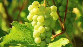 Technology Expands Understanding of Grapevine Pinot Gris Virus