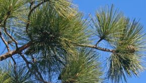 Technology to use pine needles as natural fibers