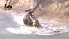 The Best Of Wild Animals Attacks 2019 - Most Amazing Moments Of Underwater Battles