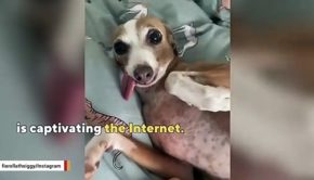 This Puppy Mill Rescue Charms Internet With Her Lolling Tongue