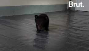 This bear cub narrowly escaped illegal trafficking