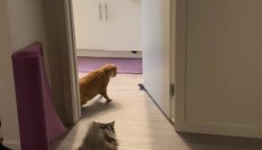 Two Cats Gets Spooked by Sock