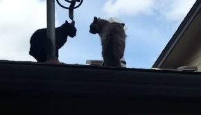 Two Cats Topple off Roof While Fighting With Each Other