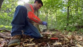 UMaine students using new DNA technology to study forest recovery