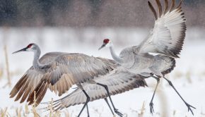 UV light technology is keeping cranes safe during migration season - NTV