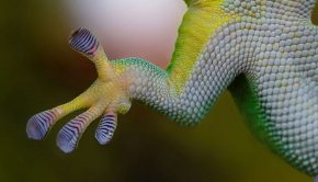 Ultra-Thin Layer of Lipids Help Gecko Feet Stay Sticky