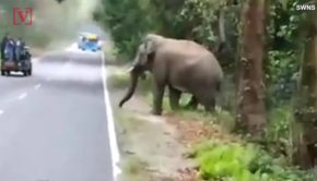 Unbelievable Video of Tourists Narrowly Escaping Rogue Elephant Attack