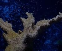 Video: Florida coastline's dwindling coral species revitalized by breakthrough technology - Franklin News Post