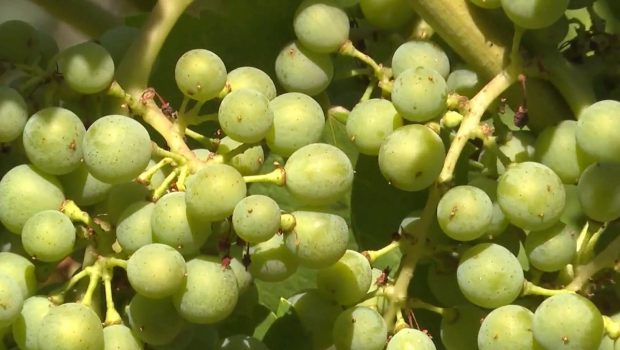 Watch CBS Evening News: Wineries research technology to fight climate change