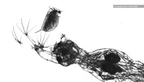 Watch the Glassworm’s Horrifically Fast Attack on a Water Flea