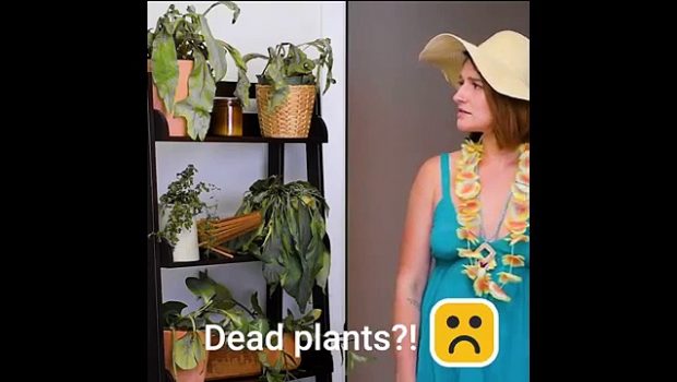 We're Rooting for These 12 Clever Plant Hacks