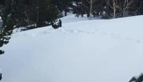 Western Capercaillie Chases and Attacks Snowboarder Who Showered it with Snow