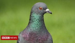 Why pigeons mean peril for satellite broadband - BBC News