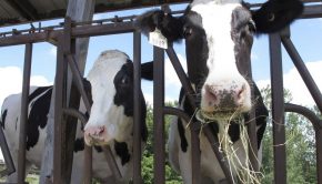 Wisconsin dairy farmers are connecting cows to the internet