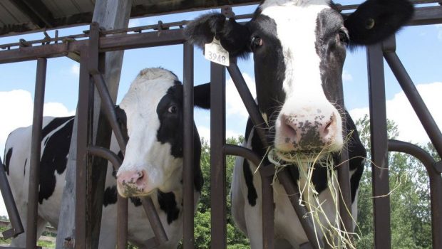 Wisconsin dairy farmers are connecting cows to the internet