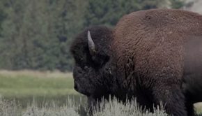 Woman Attacked by Bison at Yellowstone Just After Reopening