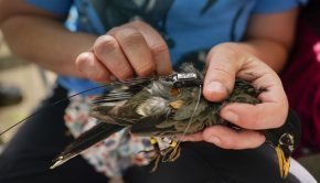 ‘Golden age for bird research’: Scientist in Maryland traces migration with help of satellite technology