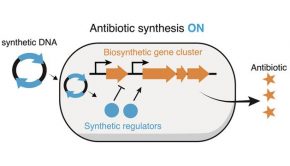 “Silent” Genes in Bacteria May Hold Key for New Antibiotics