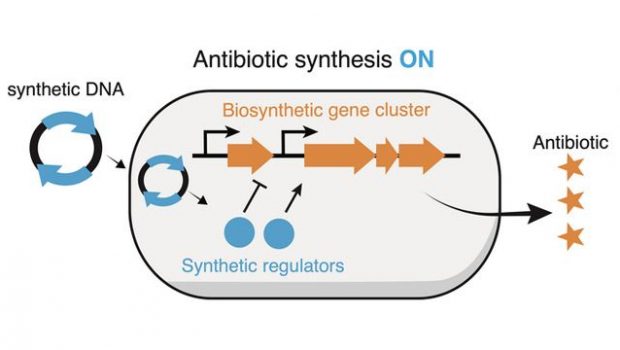 “Silent” Genes in Bacteria May Hold Key for New Antibiotics